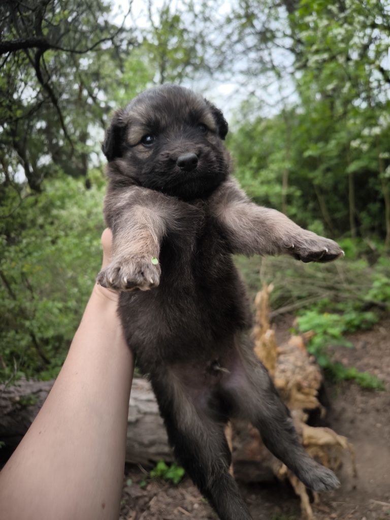 Цуцики у приватний будинок щеночки