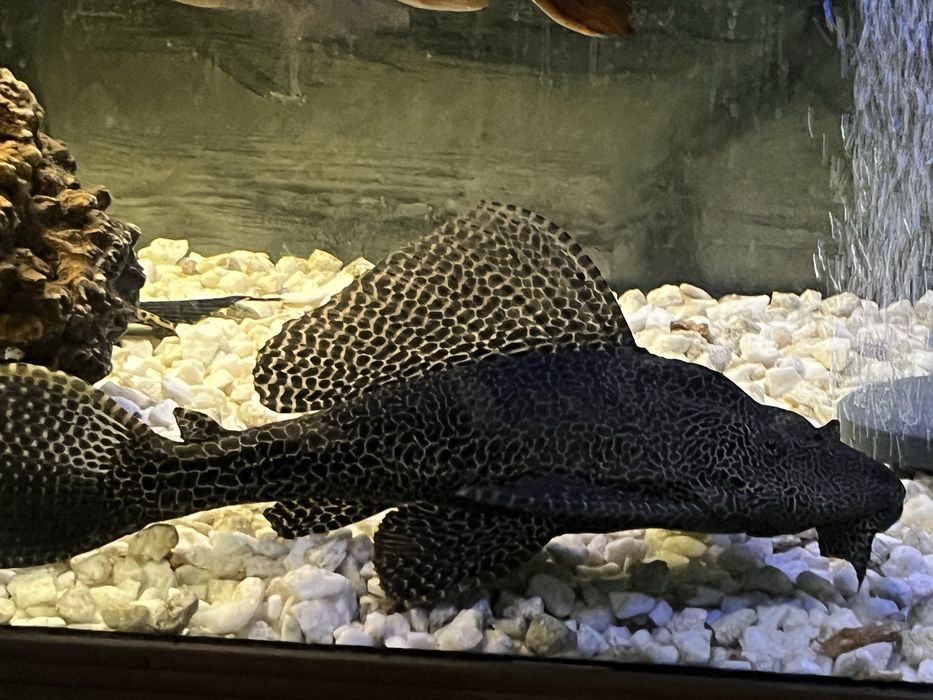 Zbrojniki lamparcie duże