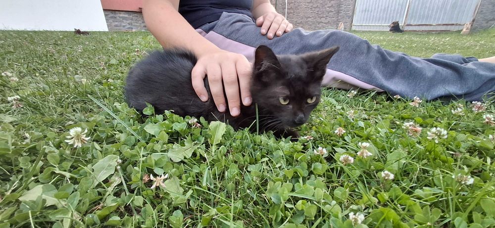 Кошенята. Віддам безкоштовно. наролились 10 квітня