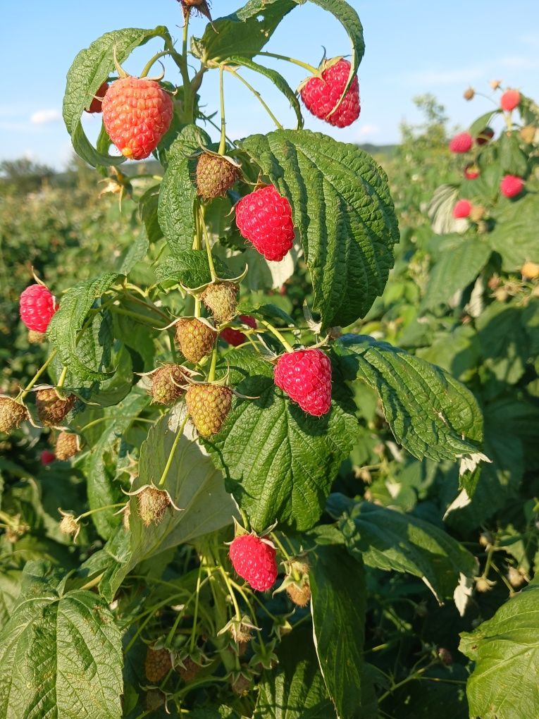 Малинове варення
