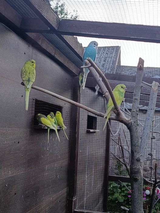 Papugi nimfy i faliste młode same samce z tego roku