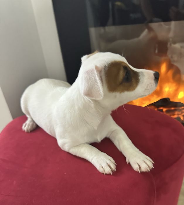 Suczka Jack Russell z Rodowodem trzymiesieczna