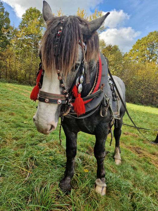 Sprzedam Ogierka Zimnokrwistego 16 Miesięcy Szpak