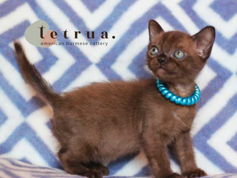 Американская бурма!!!