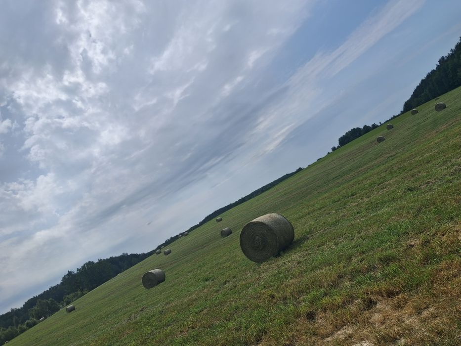 Siano bele baloty 130cm