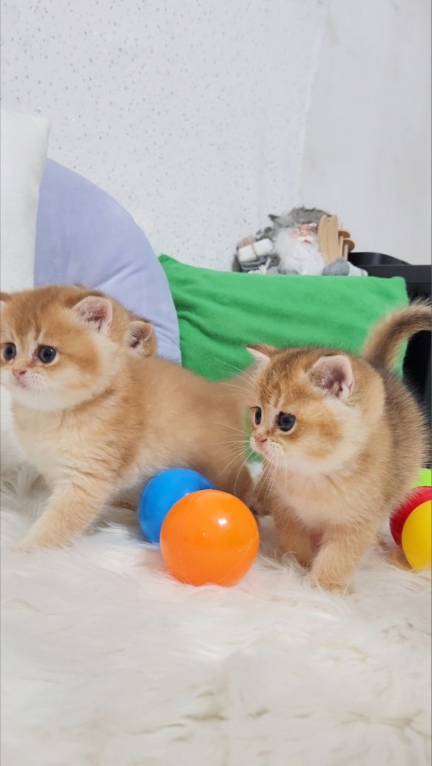 Шотландські кошенята