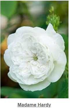 rosas perfumadas de raiz nua, variedades francesas e inglesas