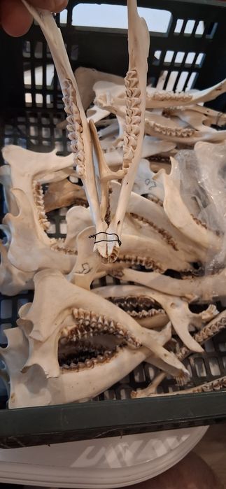 Zęby szczęka czaszki