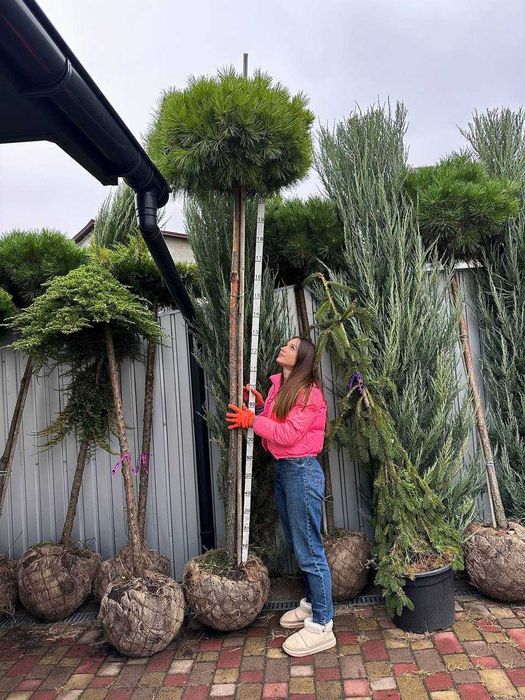 Церцис канадський Eternal Flame Хвойні рослини туя, кипарисовики ялина