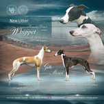 Уіпет (віпет, уіппет, whippet) цуценята