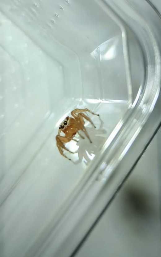 Skakun Artabrus erythrocephalus RARYTAS!! Samiczki