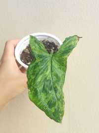 Planta Syngonium Mojito