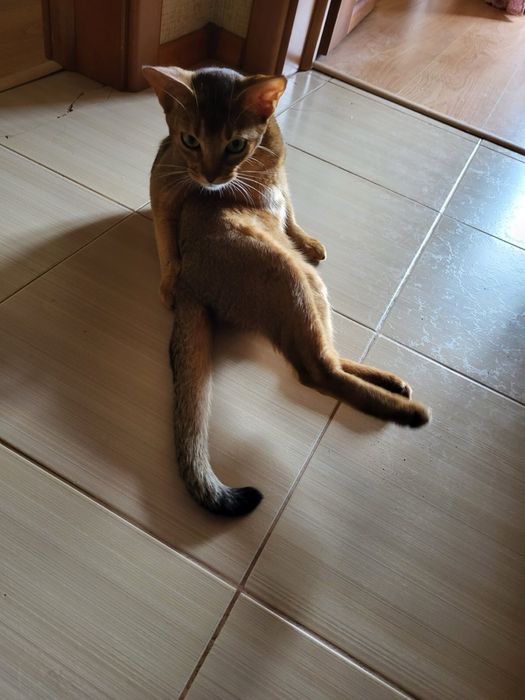 Продам абиссинец кошка