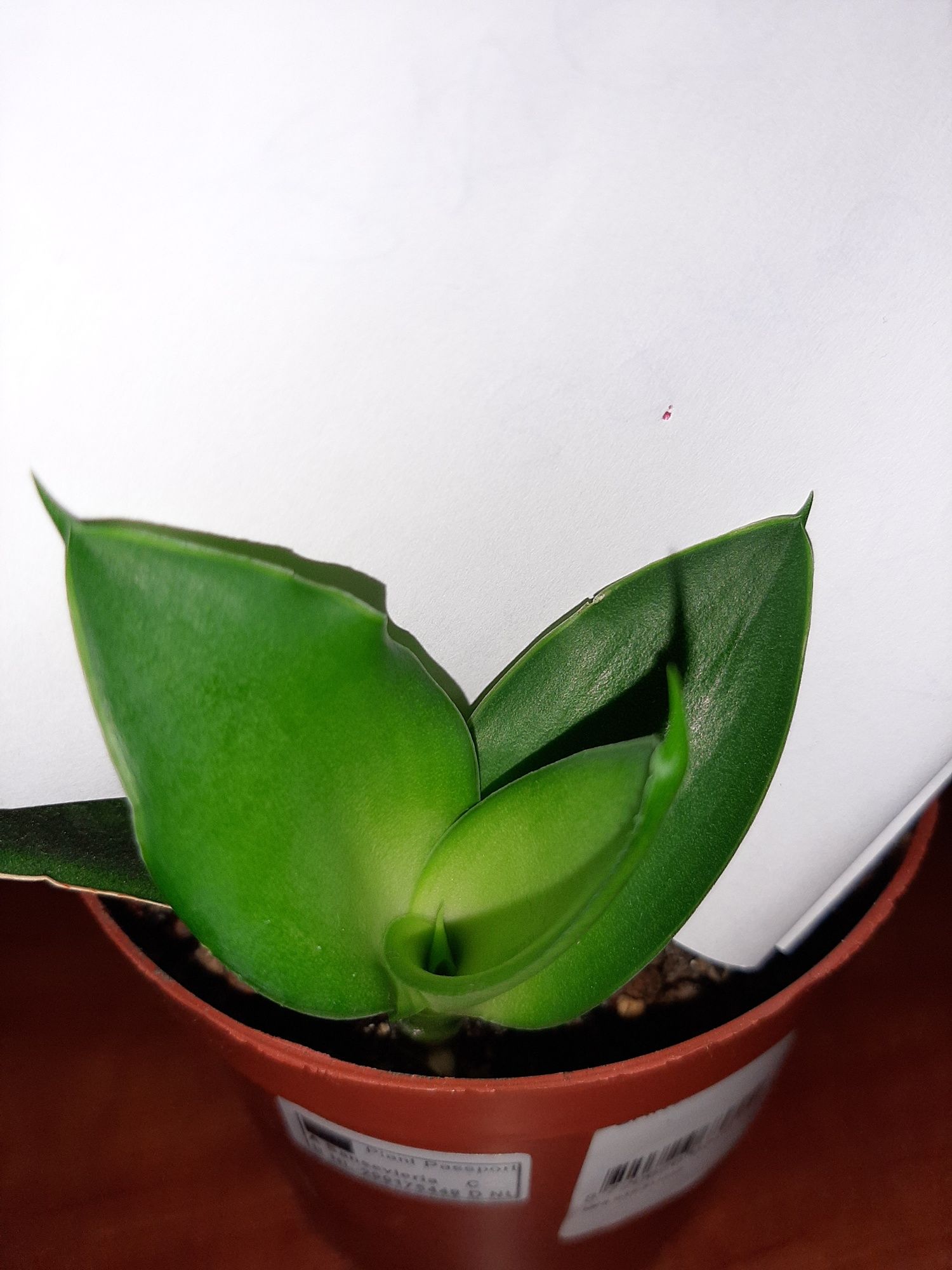 Sansevieria Star Iguana,  kolekcjonerska