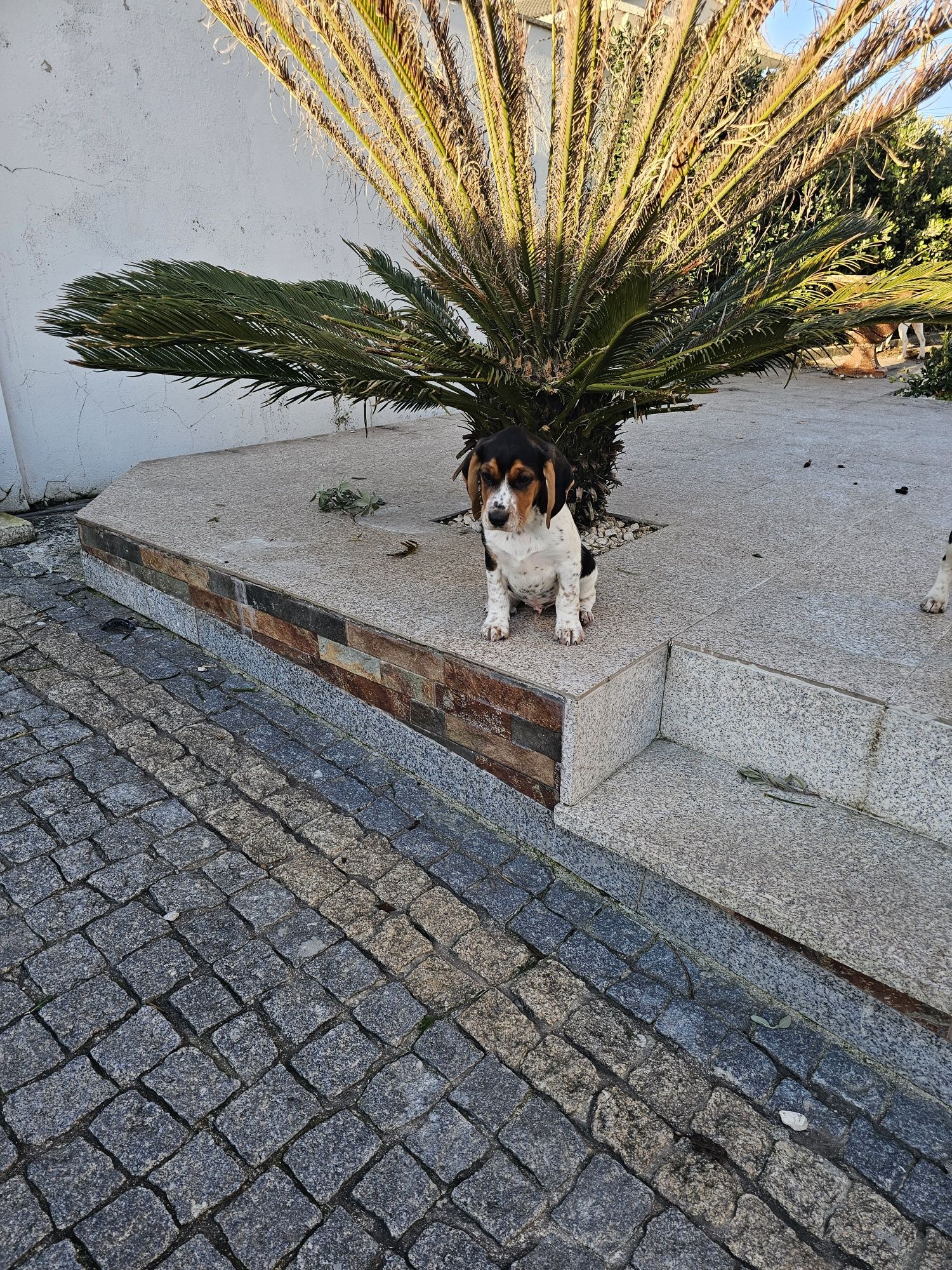 Beagle tricolor top