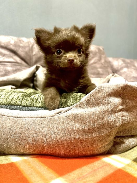 Дівчинка чихуахуа д/ш