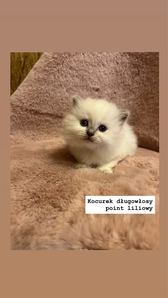 Kot Brytyjski Point Liliowy/ Niebieski