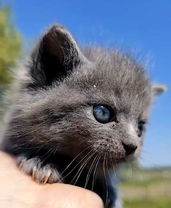 Котик лымчатого окраса для любви