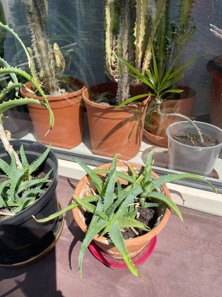 Aloes drzewiasty, sadzonki, szczepki, rośliny