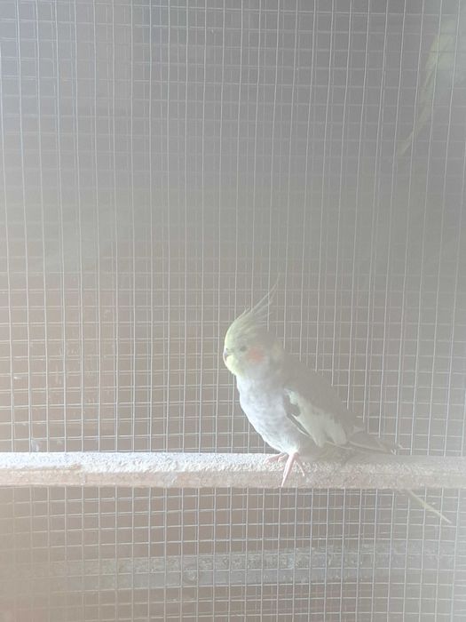 Disponíveis caturras, agapornis e periquitos