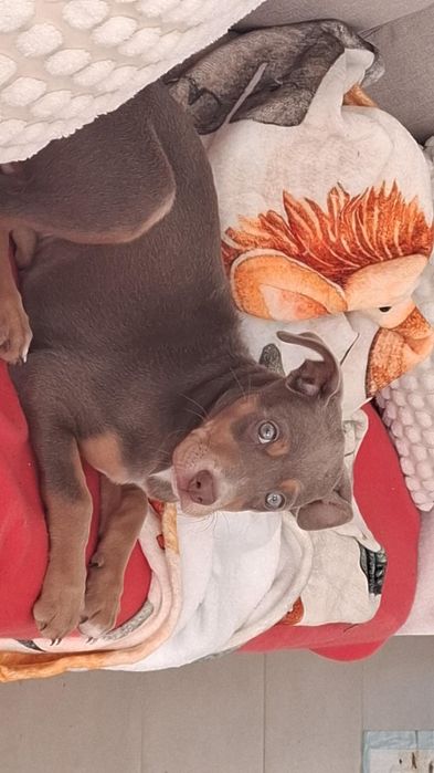 Adoção responsável