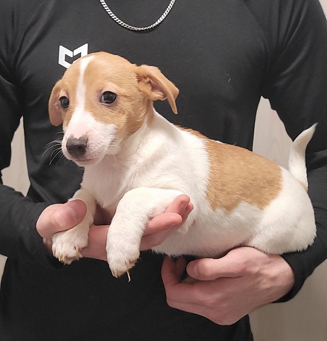 Jack Russell Terrier Szczeniak