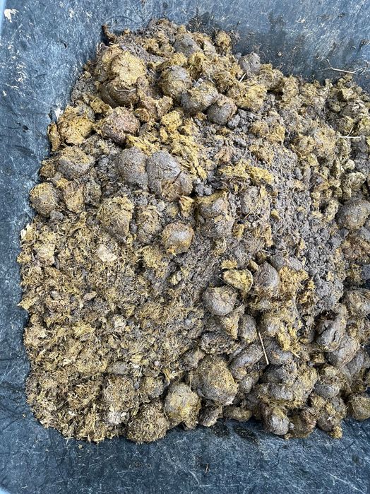 Obornik koński za darmo