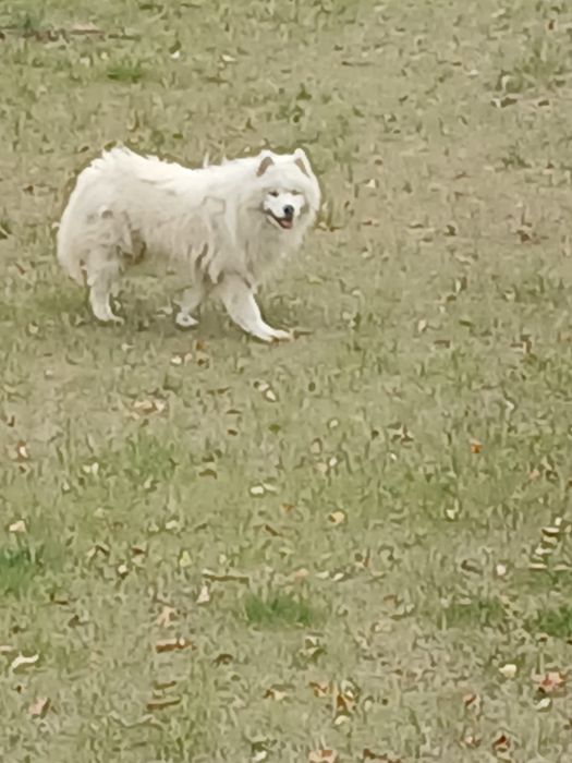 Samojed idealny do hodowli