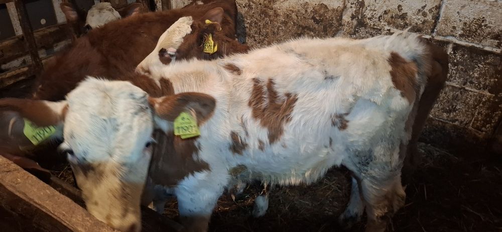 Byczek byk Sm simental ciele 138kg