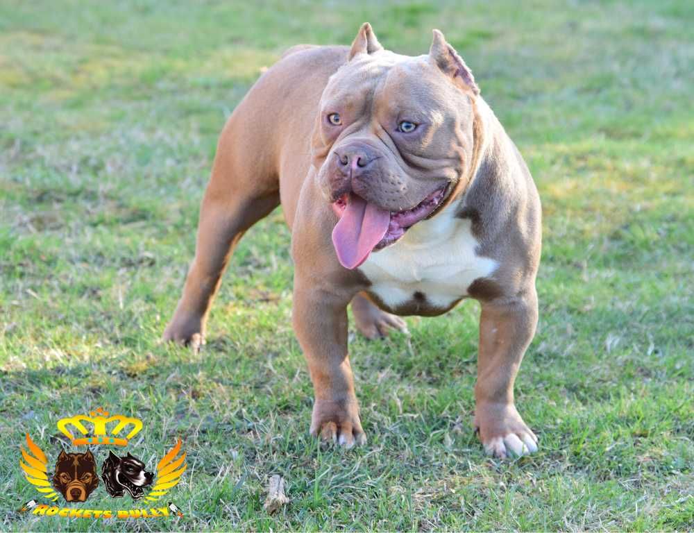 Suczka American bully choco merle