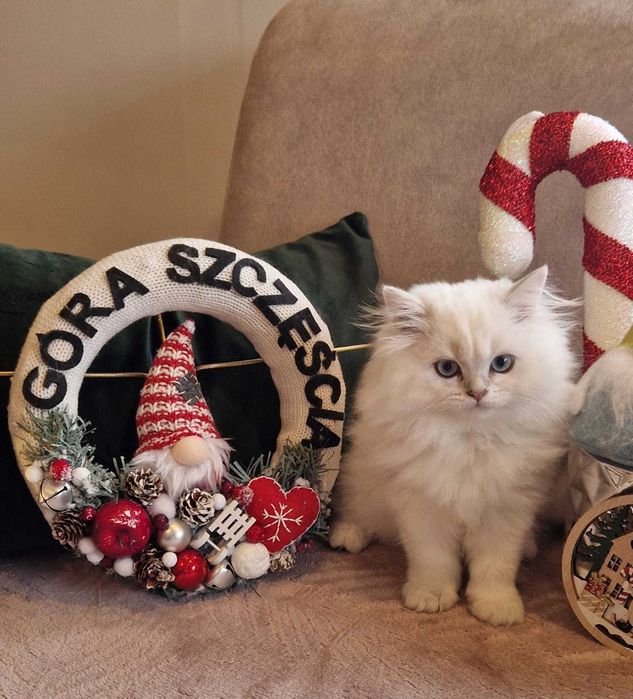 Koty Brytyjskie  z rodowodem