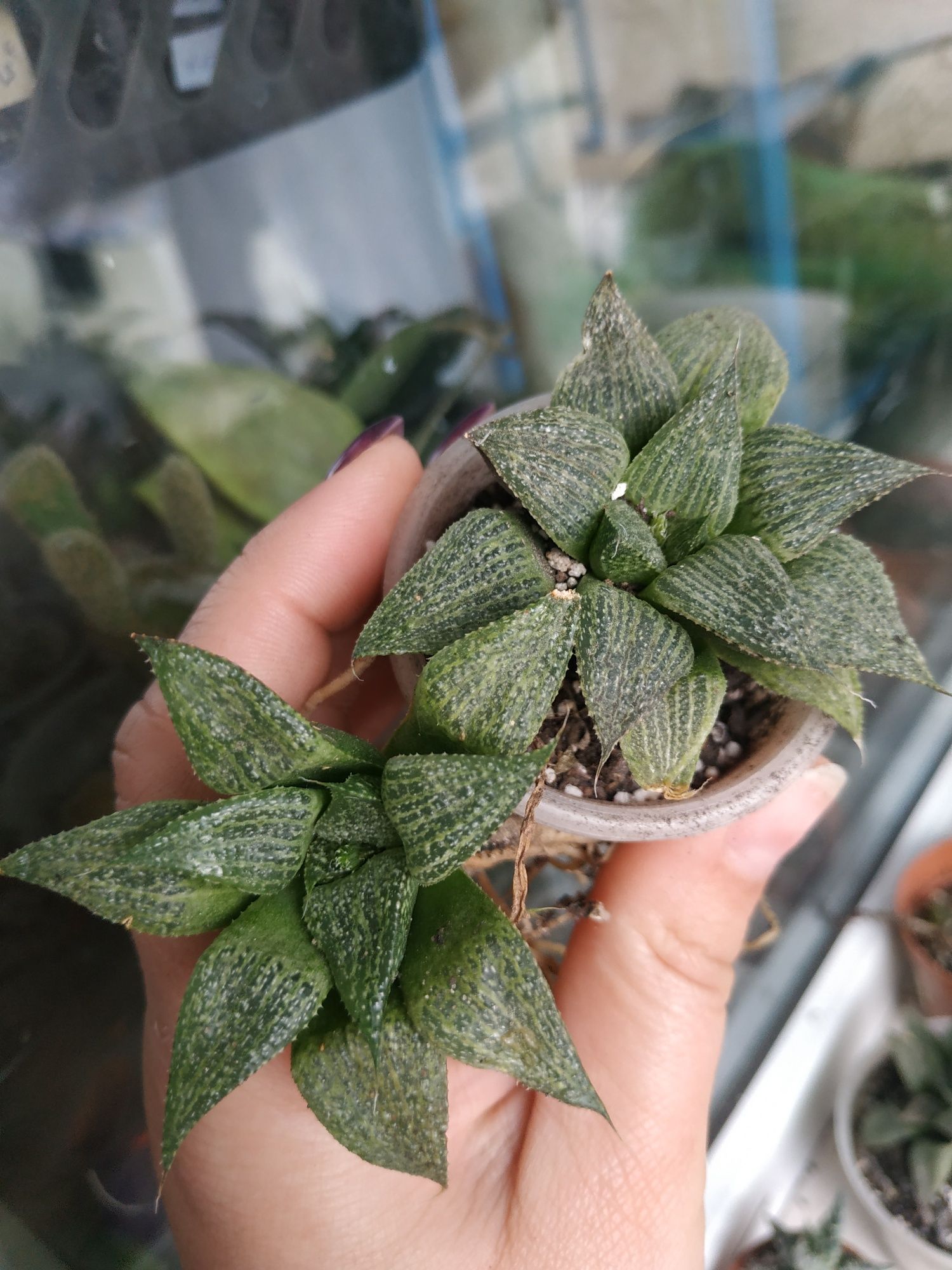 хавортия колекционая  Haworthia esterhuisenii