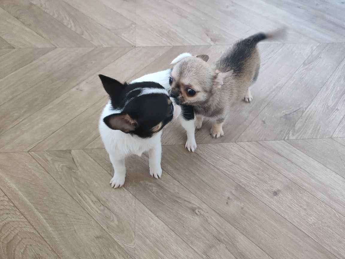 Chihuahua krótkowłosy piesek COCO