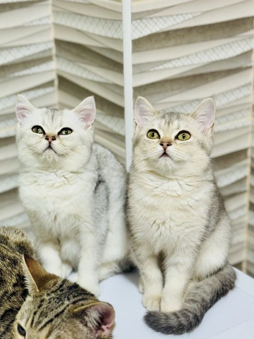 ШИНШИЛИ! Скотіш страйт-фолд! Шотландські страйт веслоухі прямовухі!