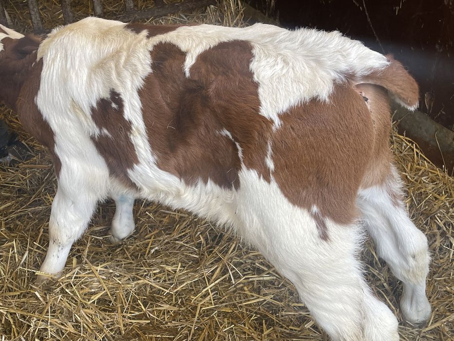 Cielaki byczki jałóweczki