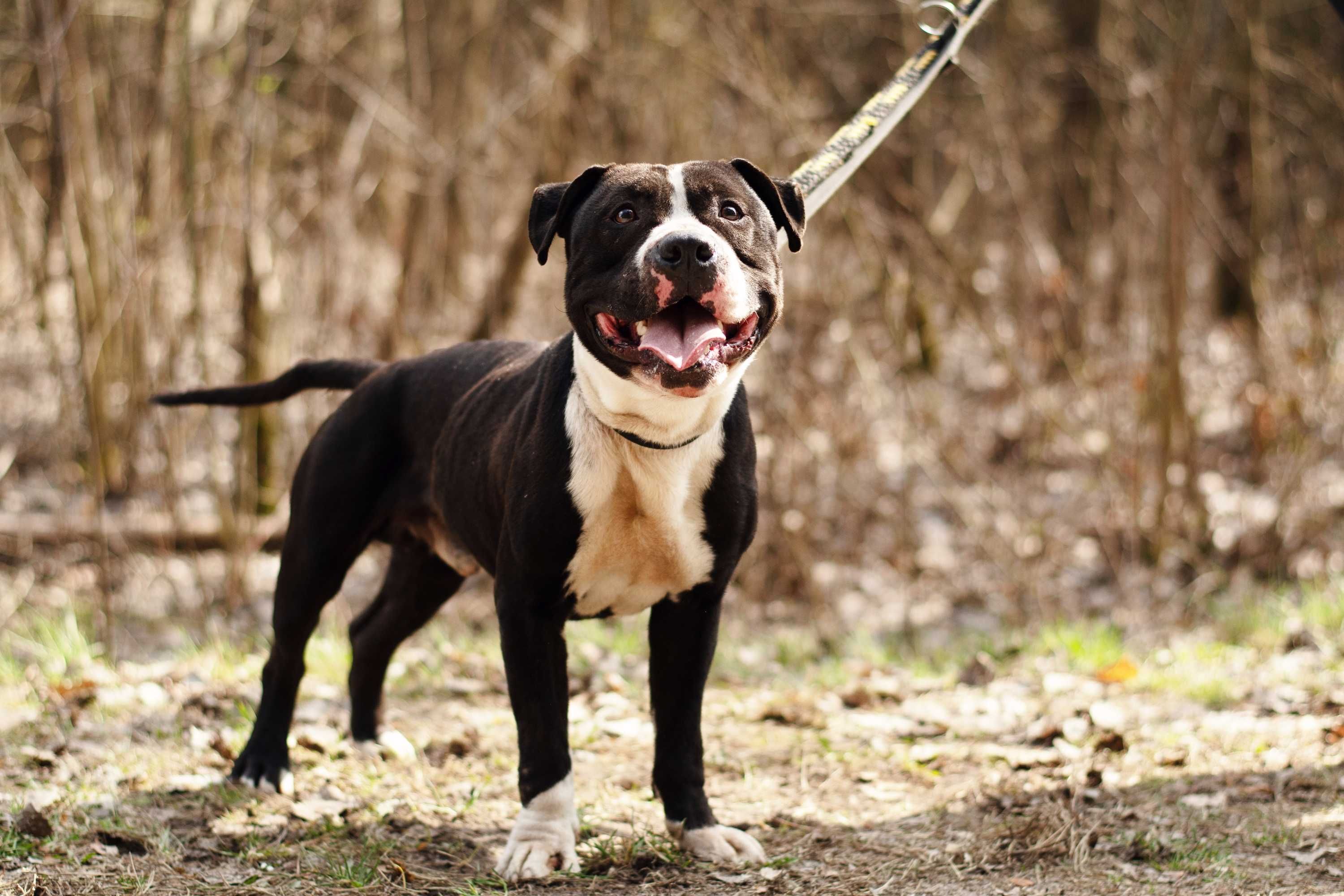 SHARP - mięśniak w typie pitbulteriera - tylko dla doświadczonych