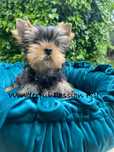 Piesek yorkshire terrier , york FCI ZKwP