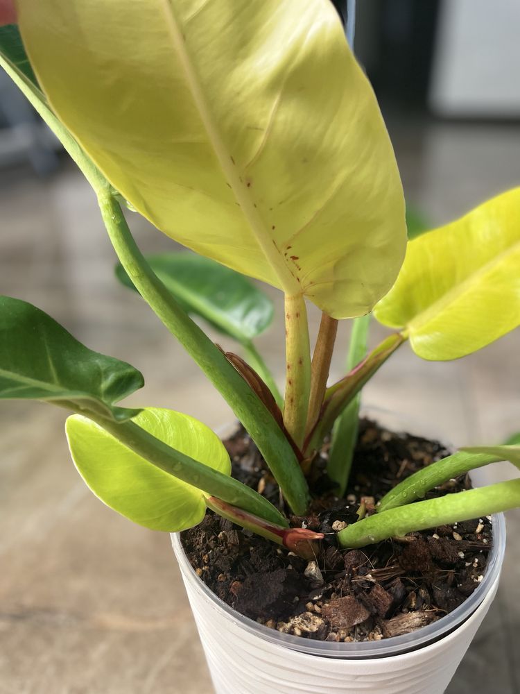 Philodendron Sunlight Red Splash Variegated