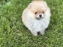 Szpic miniaturowy, pomeranian ,puesek mini