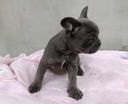 Buldog francuski blue samiec