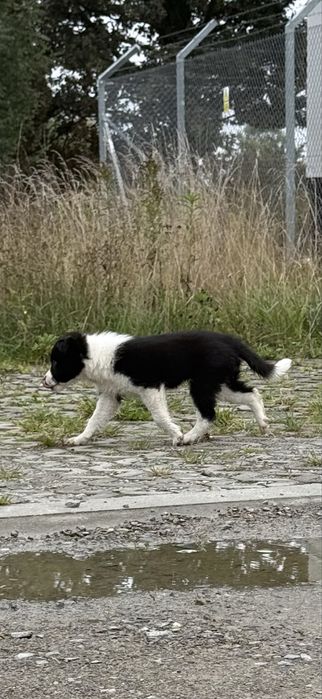 Szczeniak Owczarek Border Collie suczka rasowa dziewięc tygodni