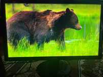 Монитор 24" BenQ GL2450 (1920x1080 Full HD)