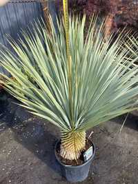 Yucca rostrata palma klon palmowy cedr