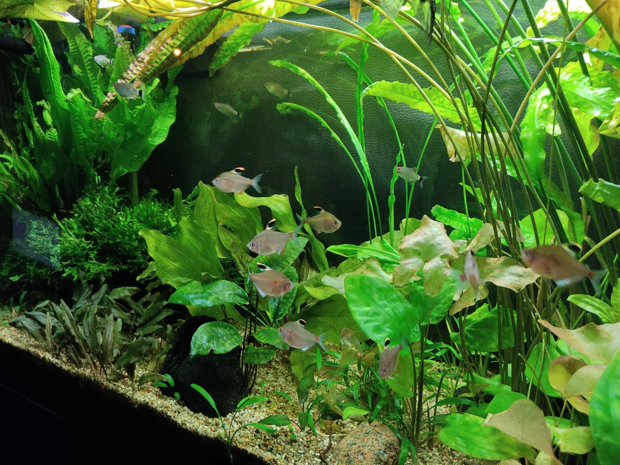 Zestaw 10 gatunków roślin akwariowych z przycinki , DUŻE SADZONKI :)