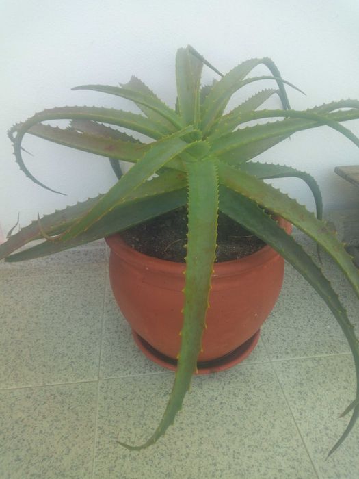 Aloe Vera vários tamanhos