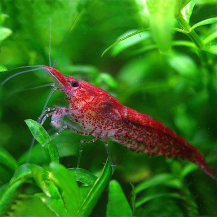 Camarões Neocaridina