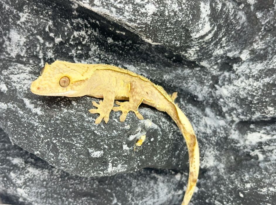 Gekon orzesiony gekony orzęsione Konin