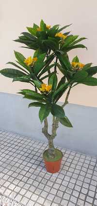 Planta artificial/ flore