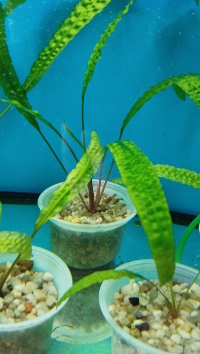 Akwarystyka Rośliny