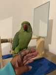 Ring neck verde